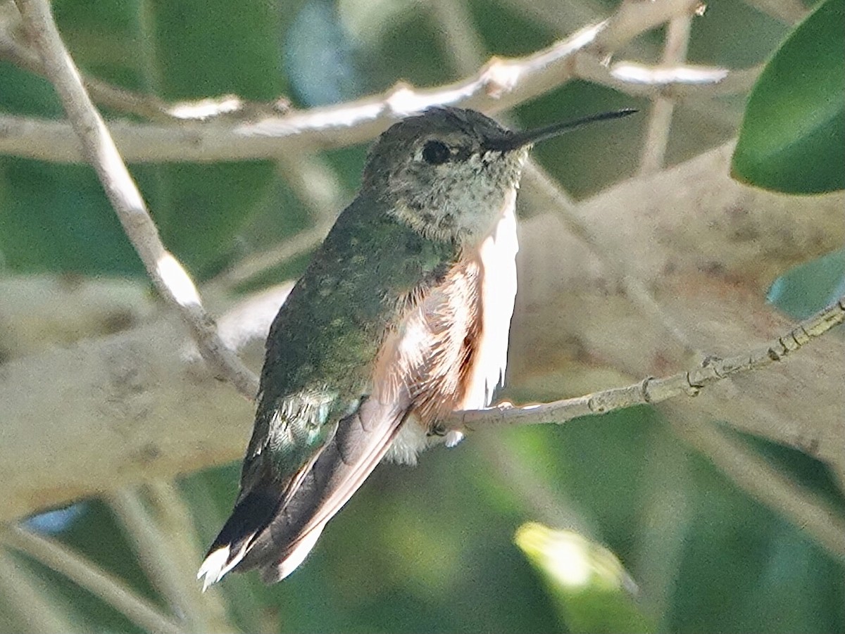 Broad-tailed Hummingbird - ML306185421