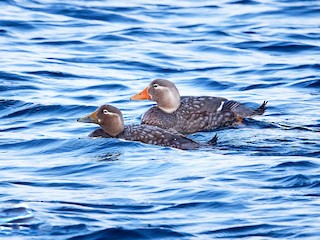  - Flying Steamer-Duck