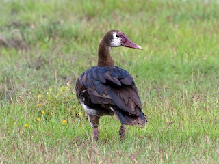  - Spur-winged Goose