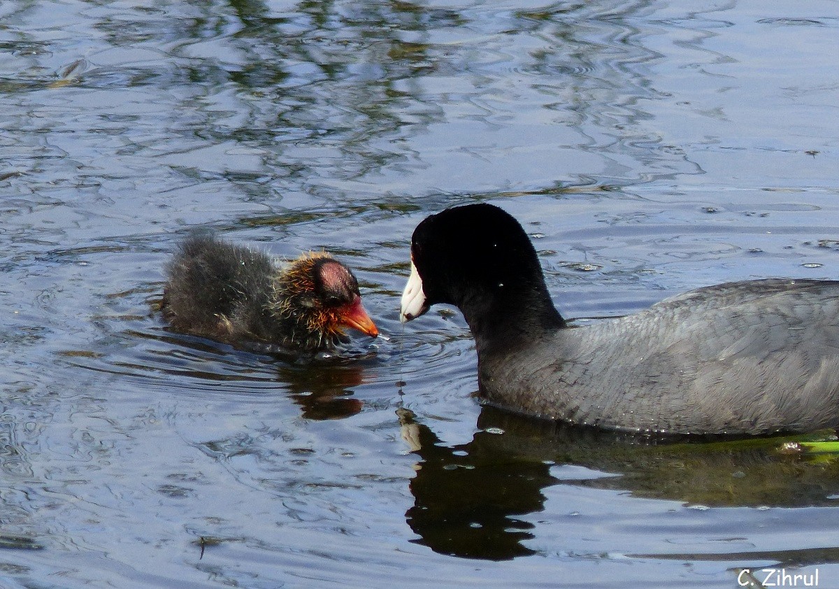 American Coot (Red-shielded) - ML30618801