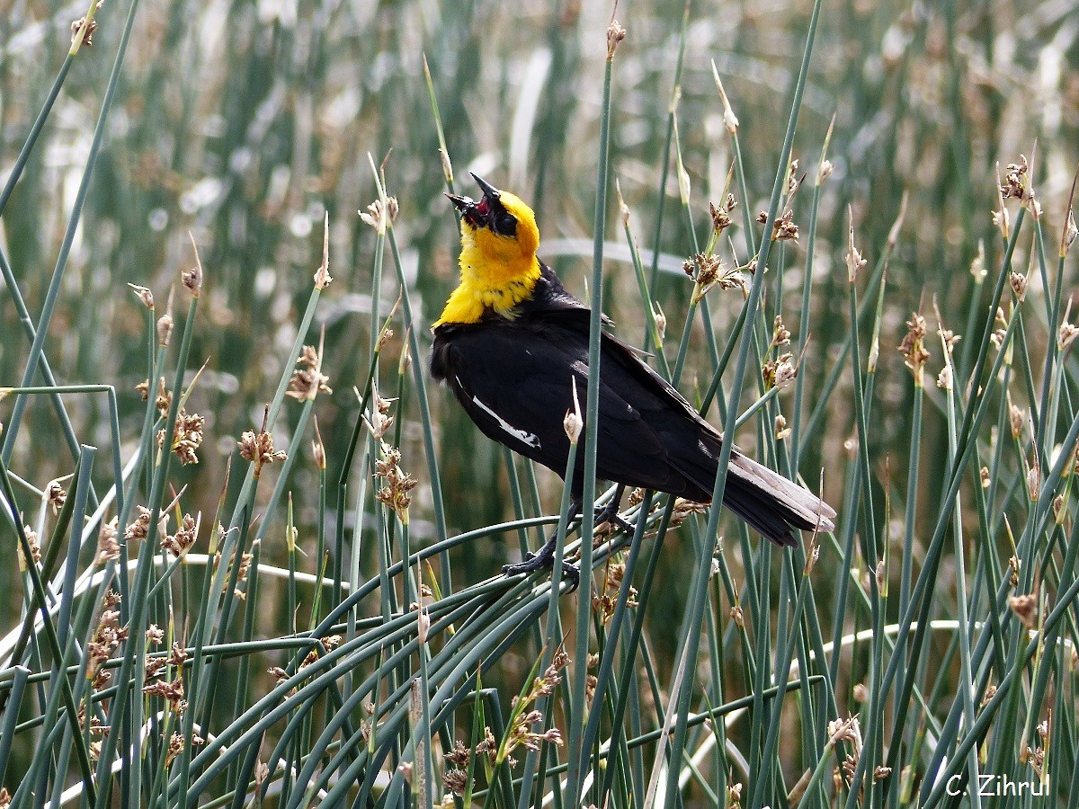 Yellow-headed Blackbird - ML30618841