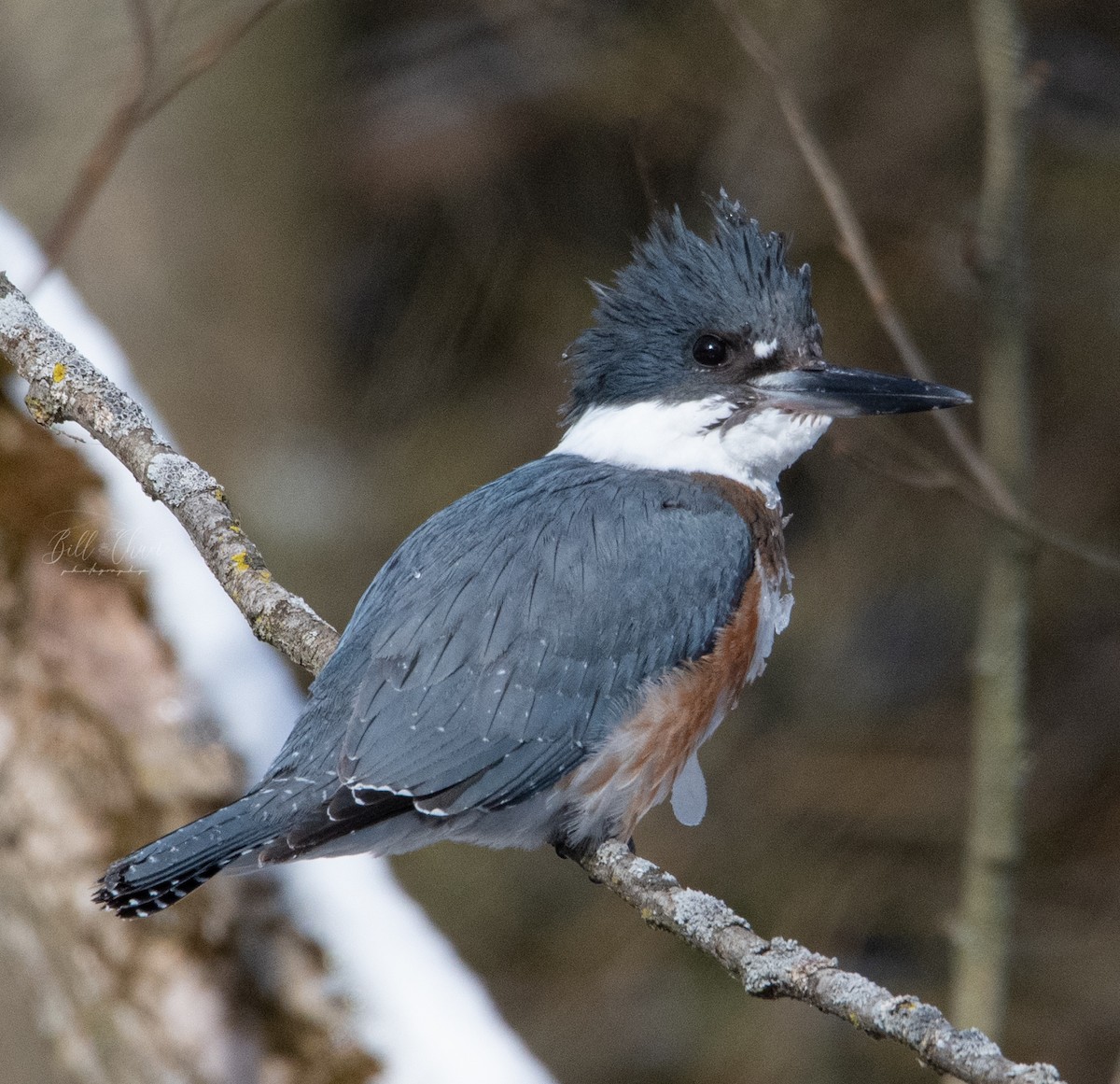 Belted Kingfisher - Bill Chan