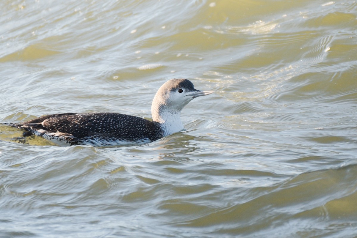 Red-throated Loon - ML306192171