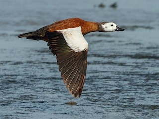  - South African Shelduck