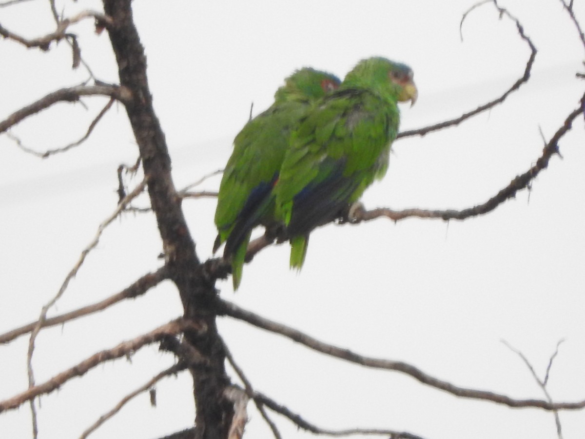 White-fronted Parrot - ML30619461