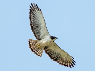  - Short-tailed Hawk