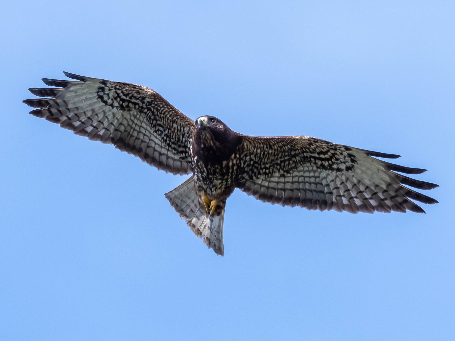 Short-tailed Hawk - David Hall