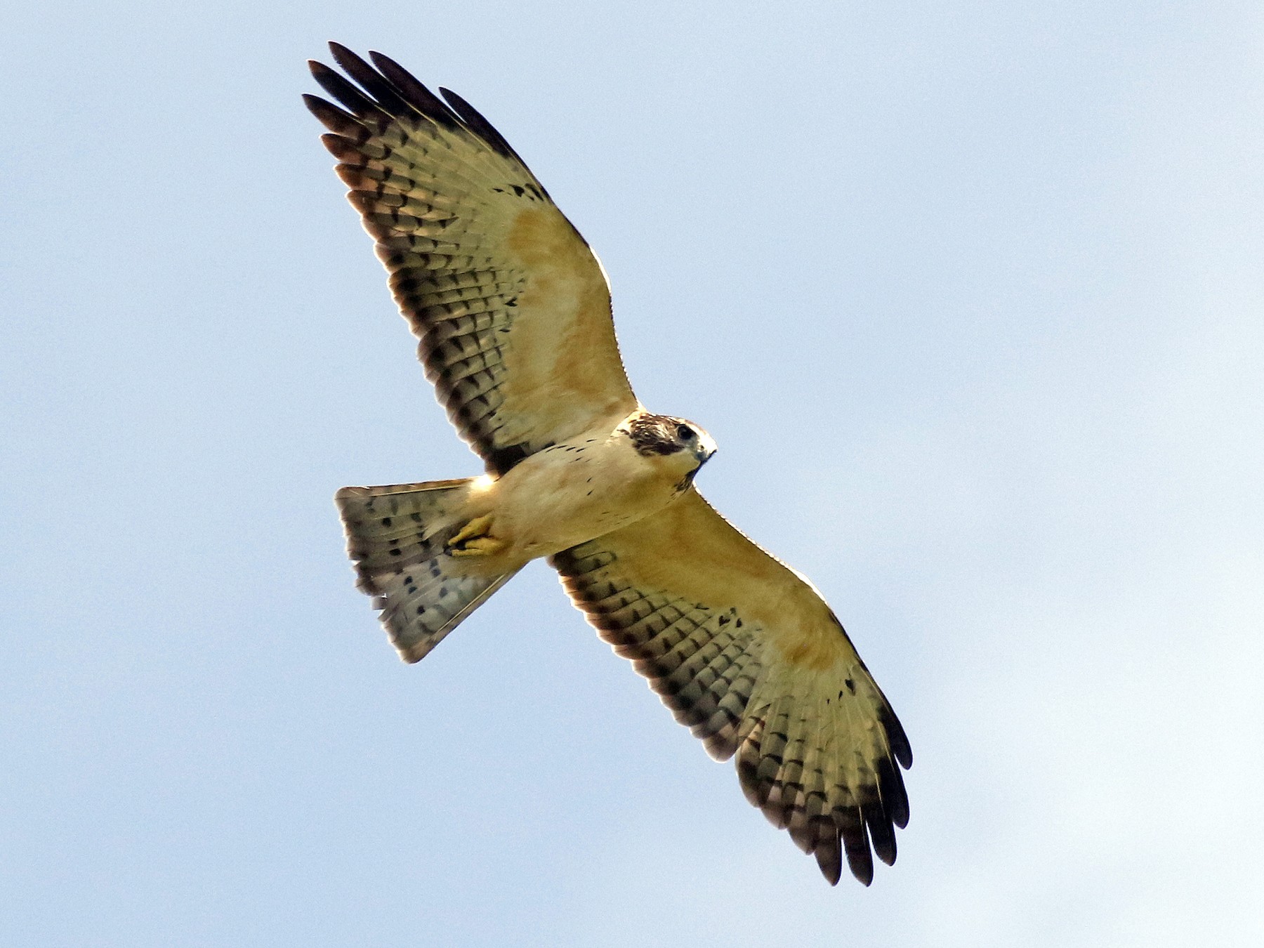 Shorttailed Hawk eBird