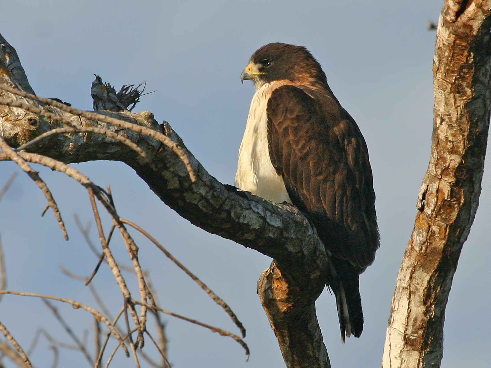 Shorttailed Hawk eBird
