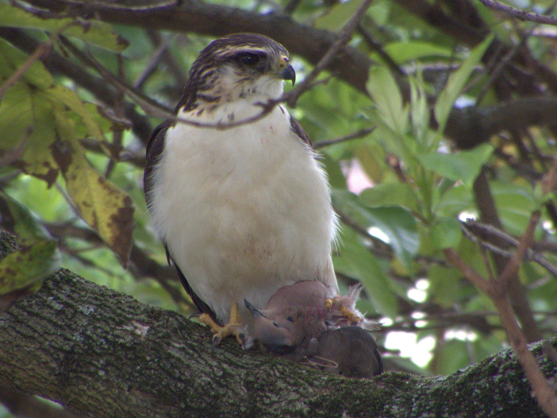 Shorttailed Hawk eBird