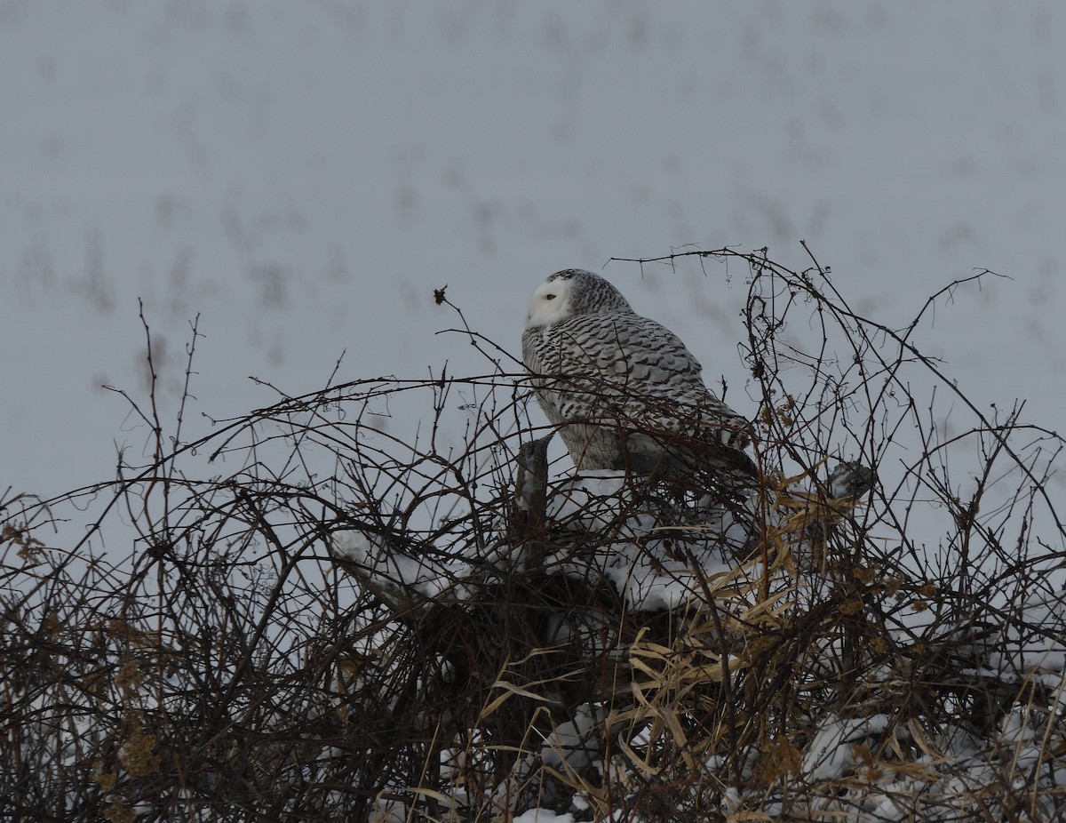 Snowy Owl - ML306201201