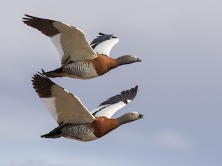  - Ashy-headed Goose