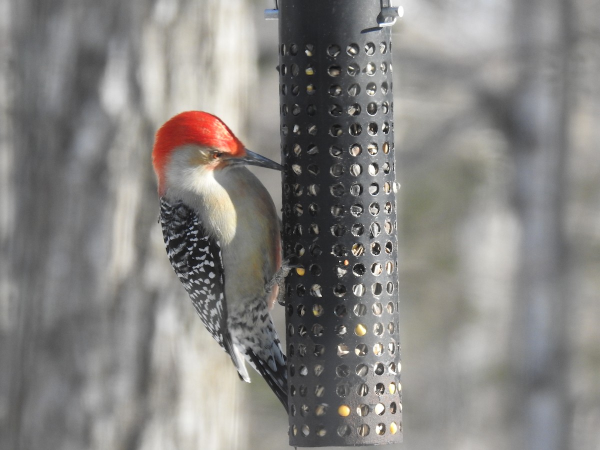 Red-bellied Woodpecker - ML306208871