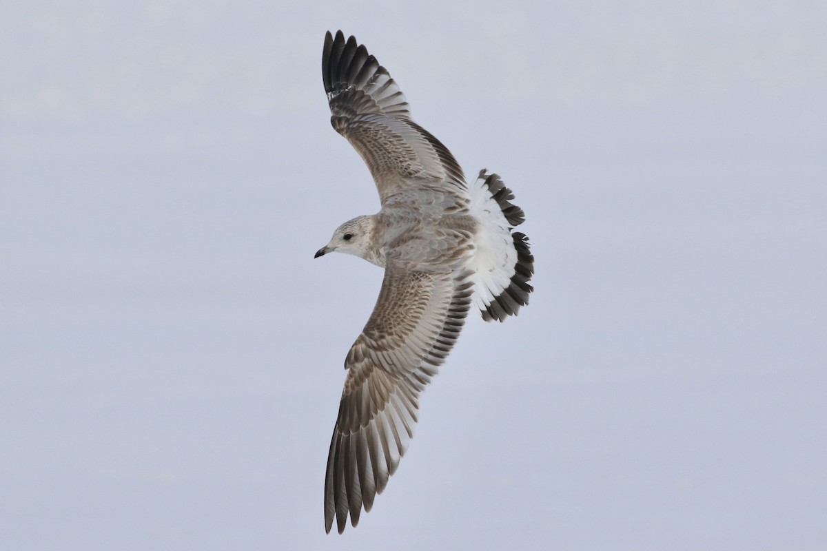 Common Gull (European) - Max Epstein