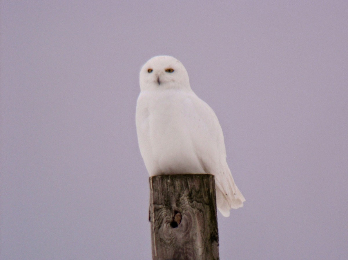 Snowy Owl - ML306209641