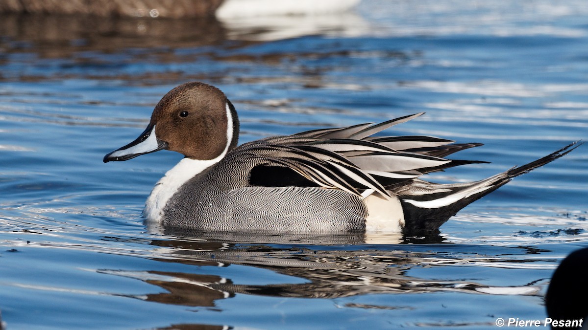 Northern Pintail - Pierre Pesant