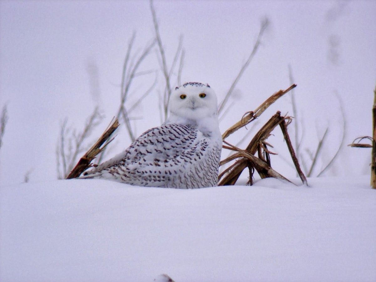 Snowy Owl - ML306213191