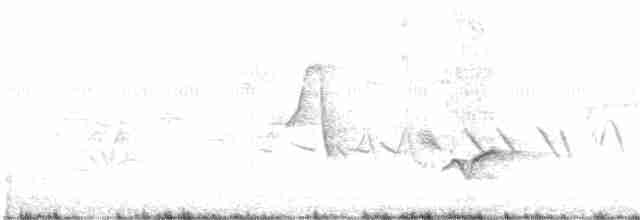 Guarayos Çıtkuşu - ML306217341