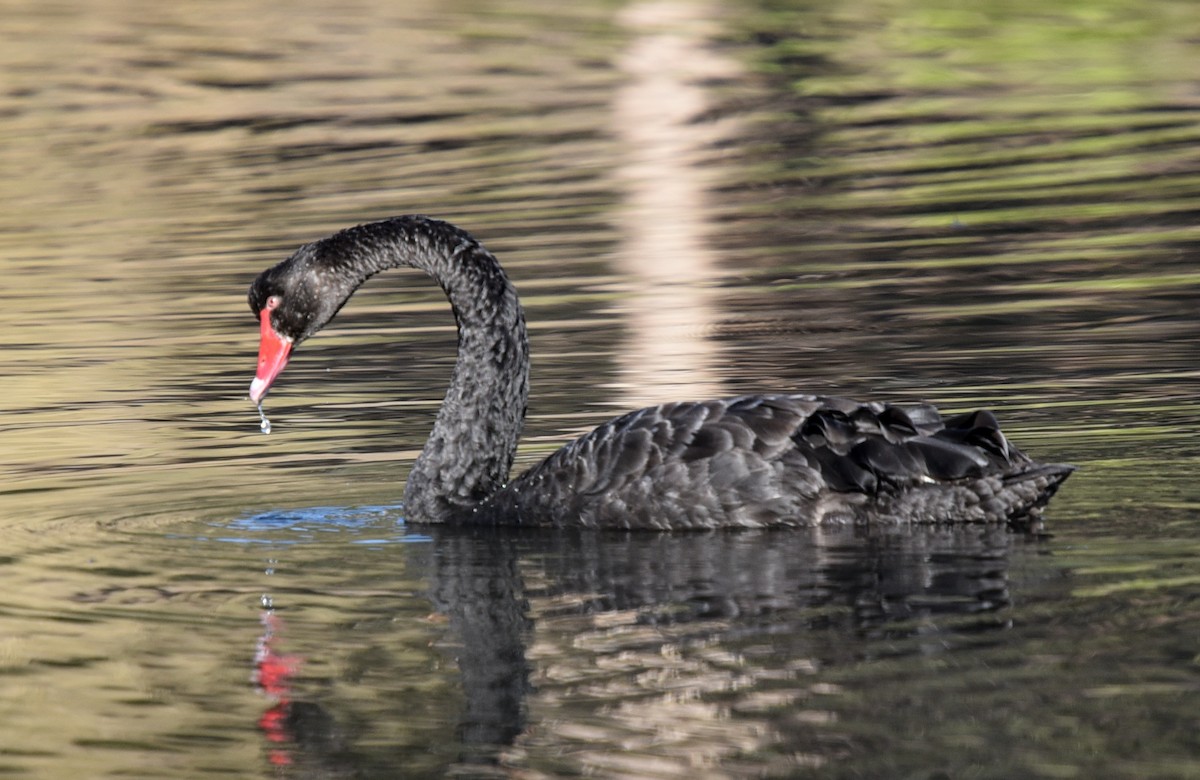 Black Swan - ML306219471