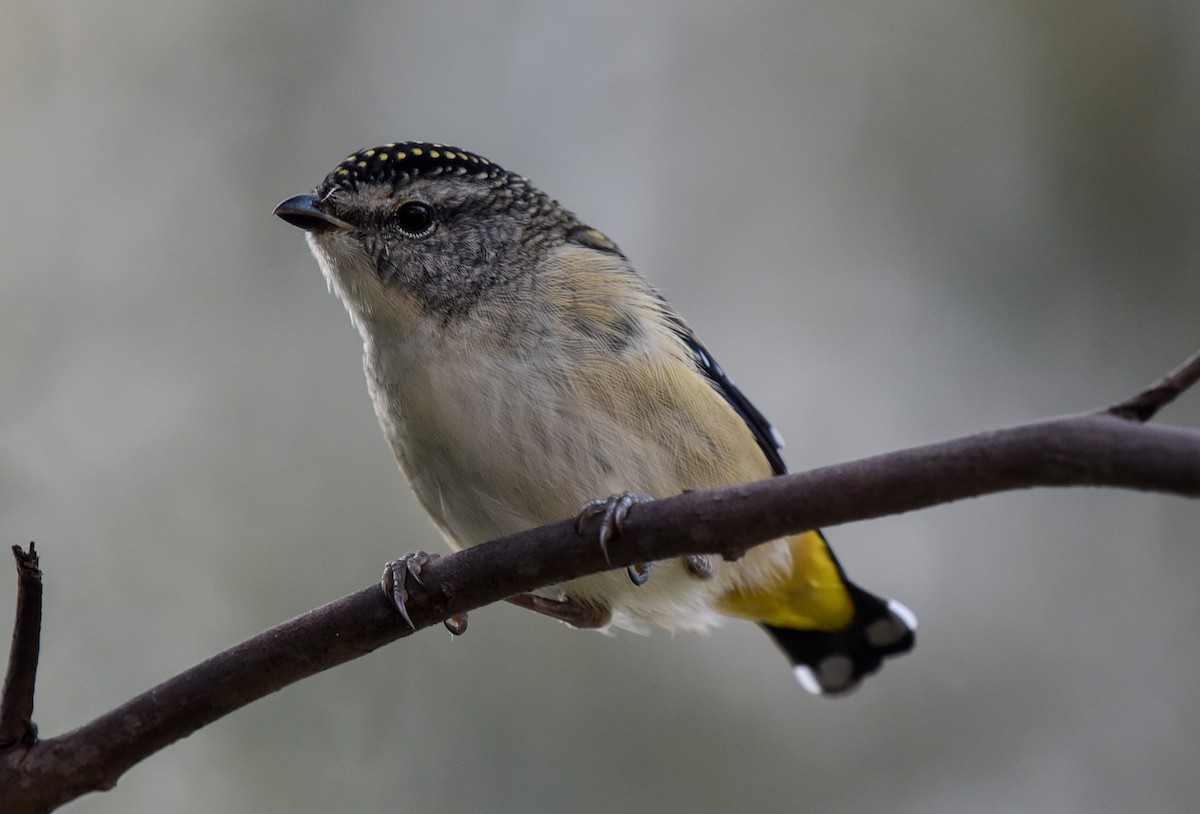 Spotted Pardalote (Spotted) - ML306219711