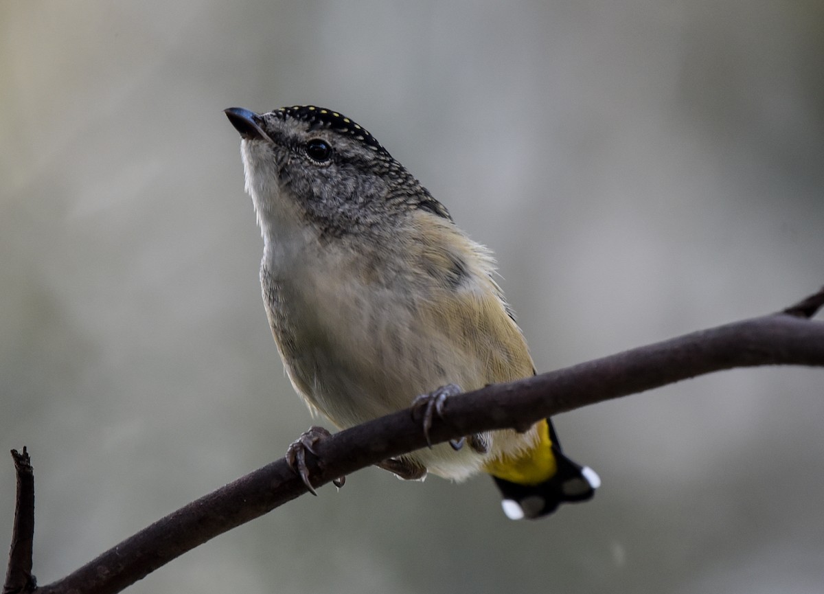 Spotted Pardalote (Spotted) - ML306219741