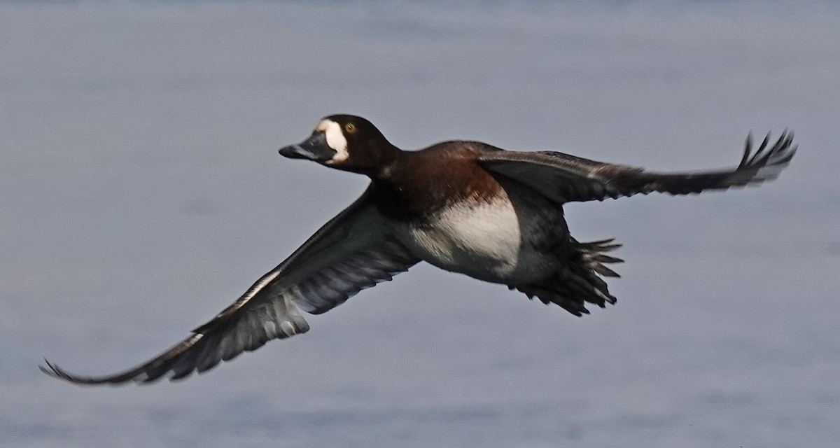 Greater Scaup - ML306224781