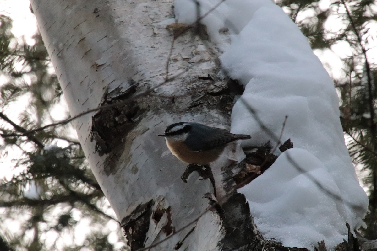 Red-breasted Nuthatch - ML306226411