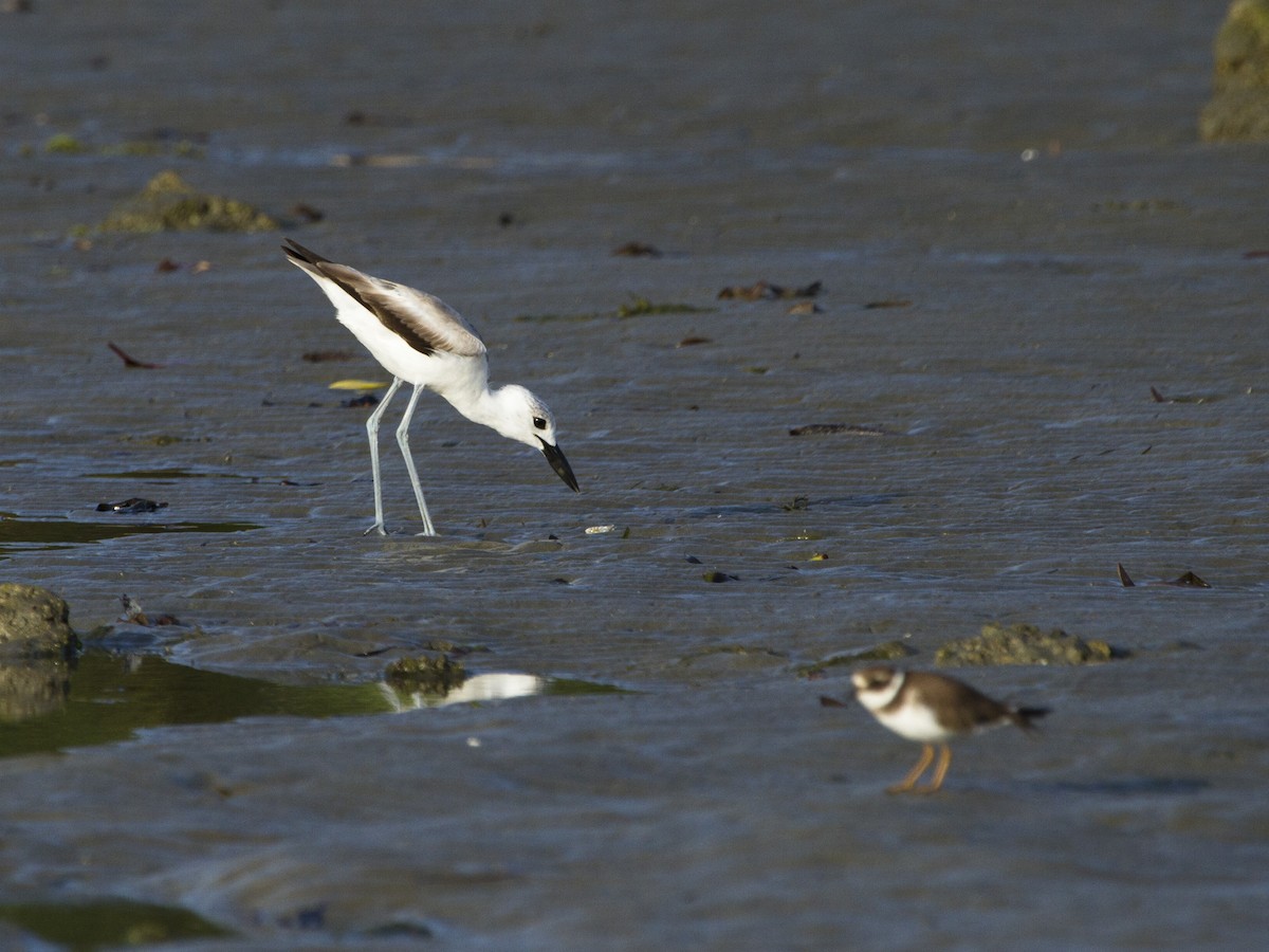 Crab-Plover - Phil Stouffer