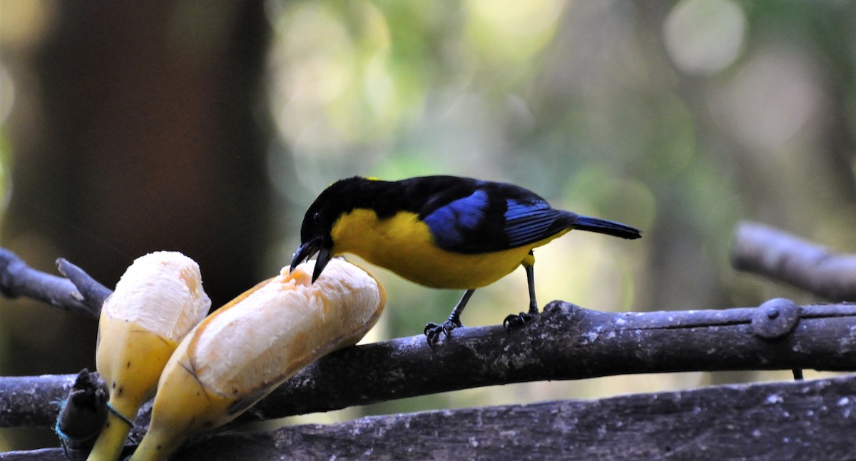 Blue-winged Mountain Tanager - Peter Kennedy