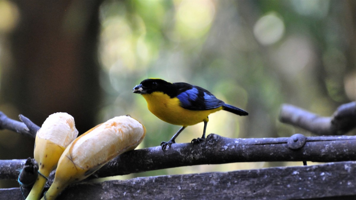Blue-winged Mountain Tanager - ML306230791