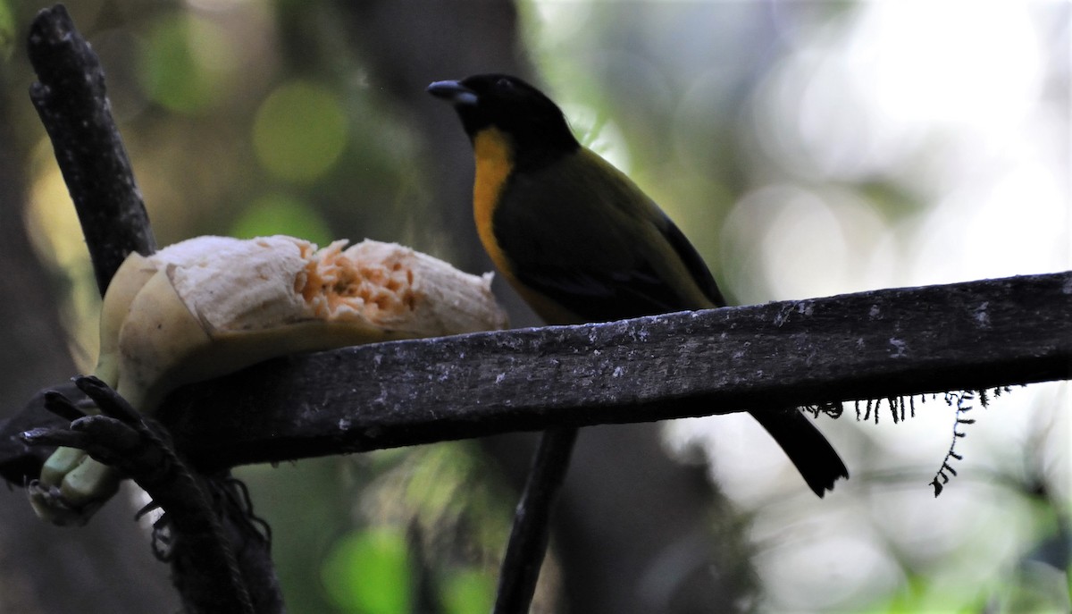 Black-chinned Mountain Tanager - ML306230881