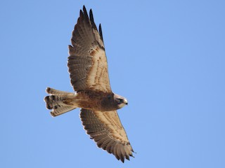 Swainson's Hawk - eBird