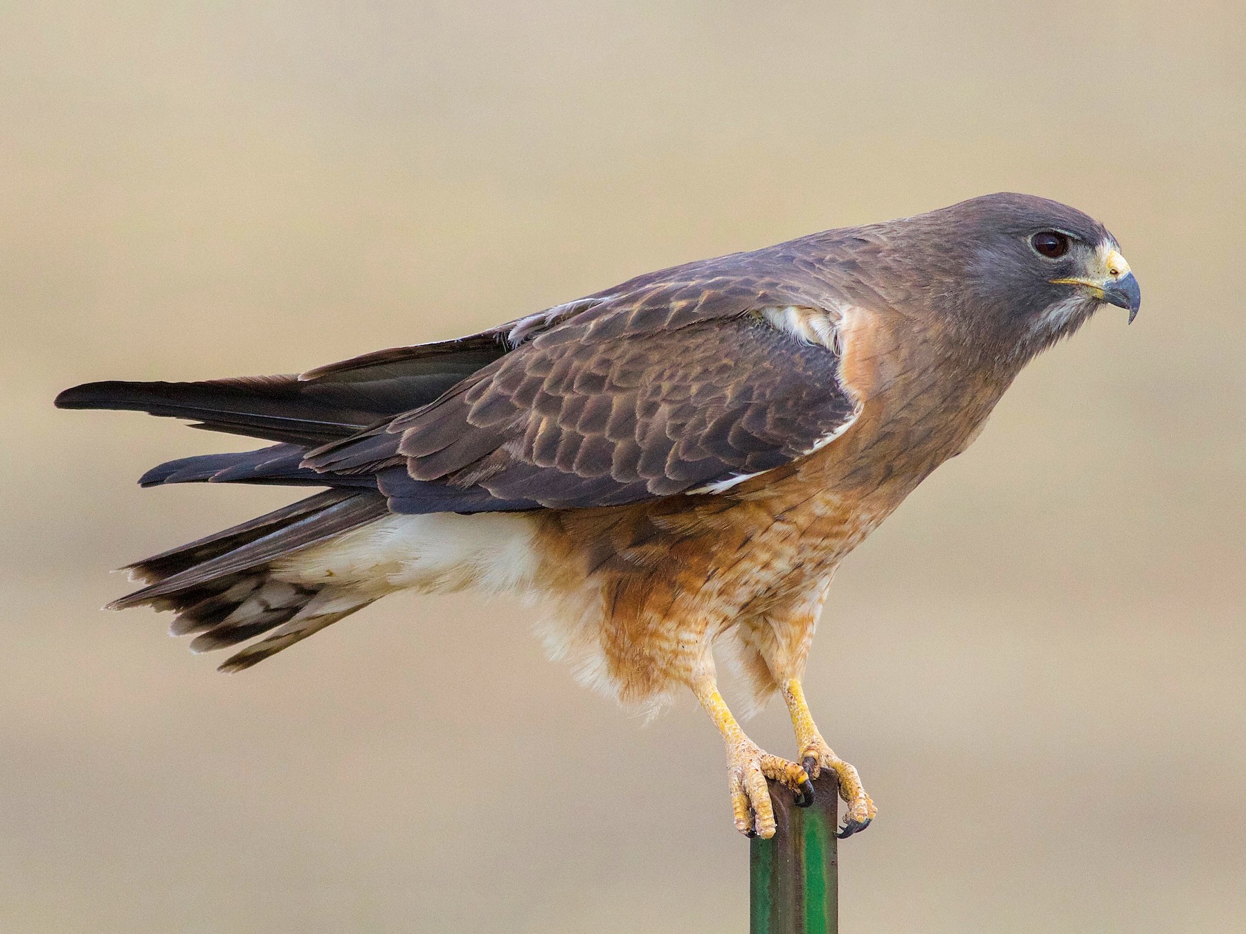 Swainson's Hawk - Gordon Atkins