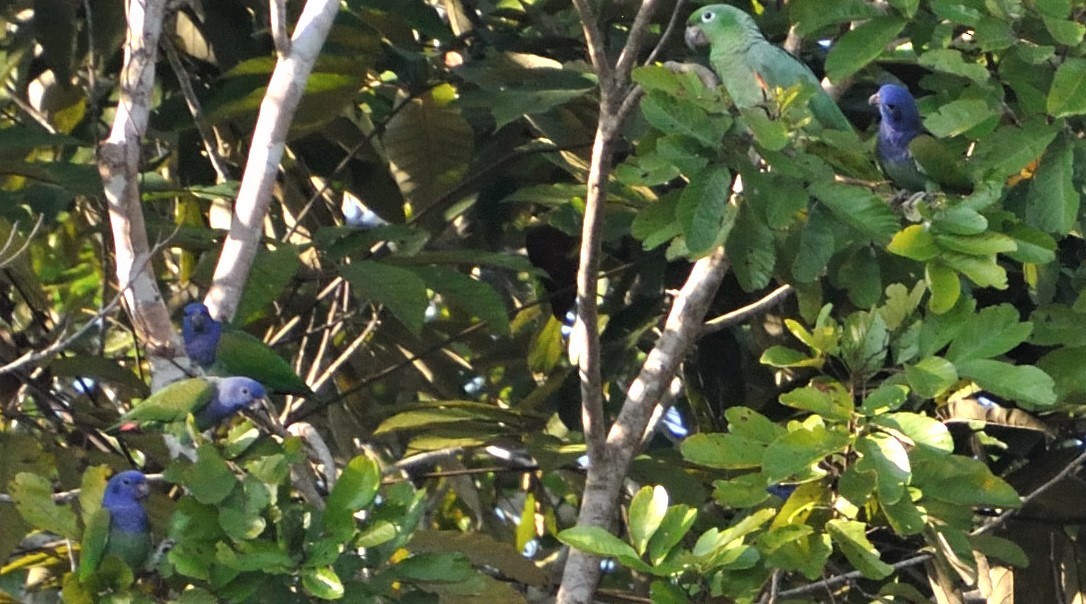 Blue-headed Parrot - ML306233661