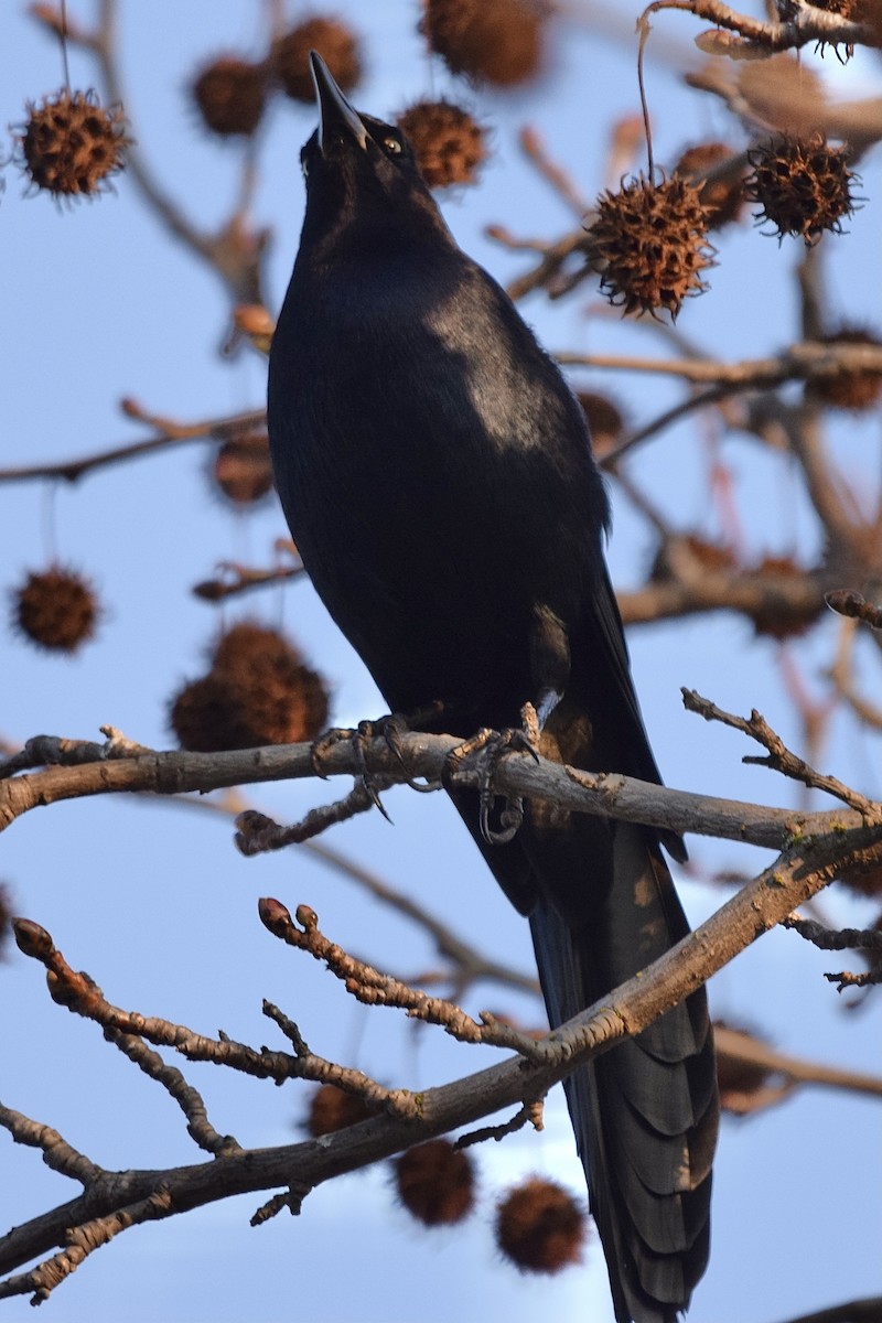 Great-tailed Grackle - ML306238271