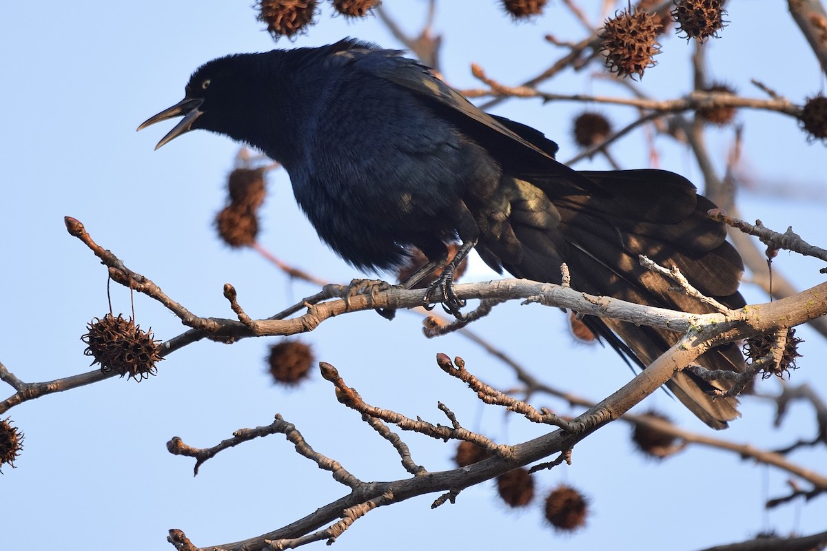 Great-tailed Grackle - ML306238281