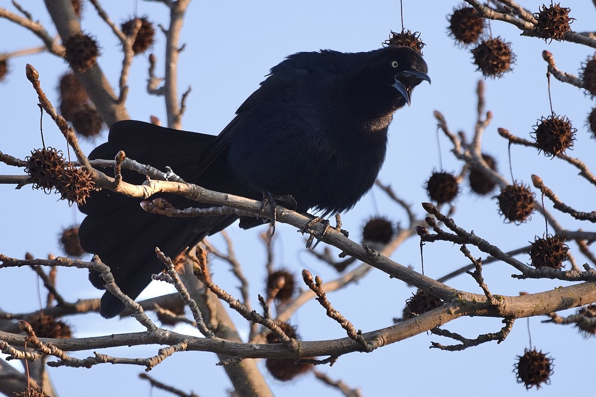 Great-tailed Grackle - ML306238291