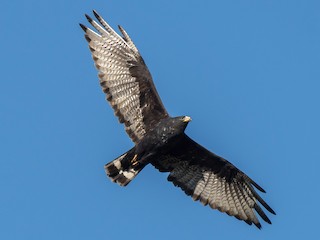  - Zone-tailed Hawk