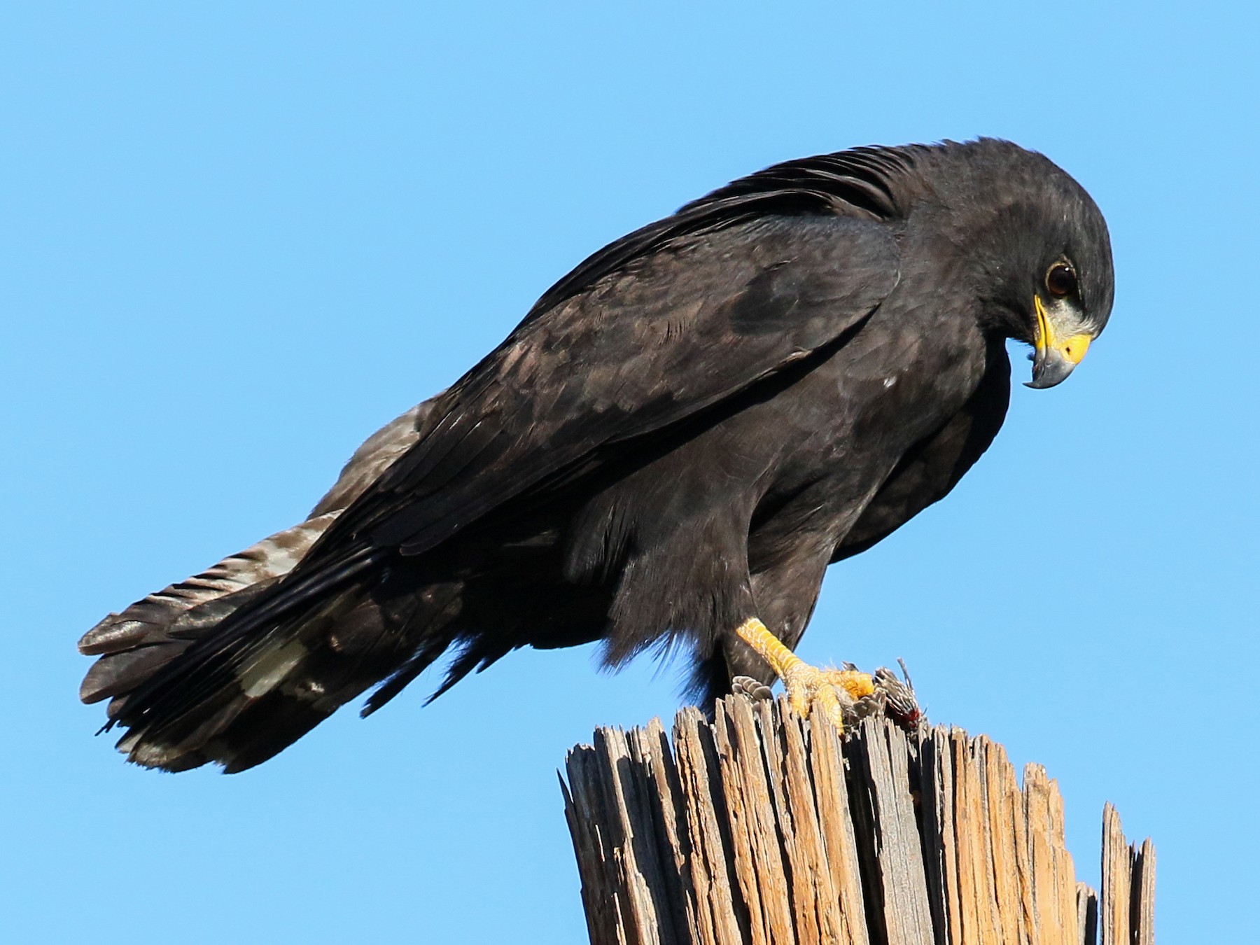 yellow hawk bird