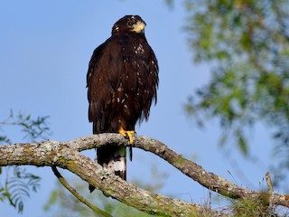 オビオノスリ - eBird