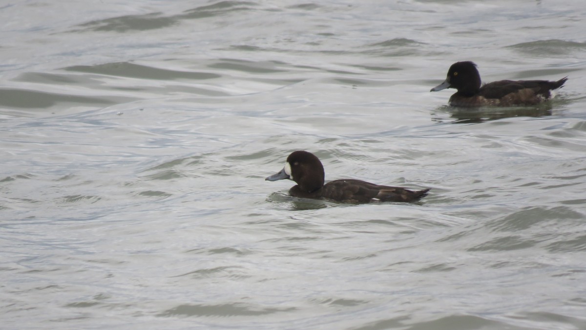 Greater Scaup - ML306245851