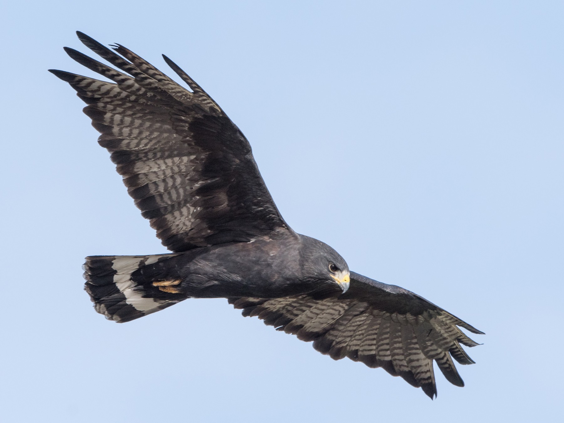 Zone-tailed Hawk - William Higgins