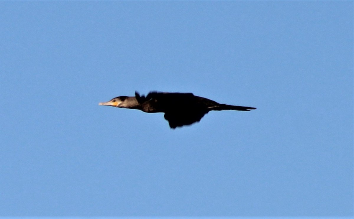 Double-crested Cormorant - Richard Breisch