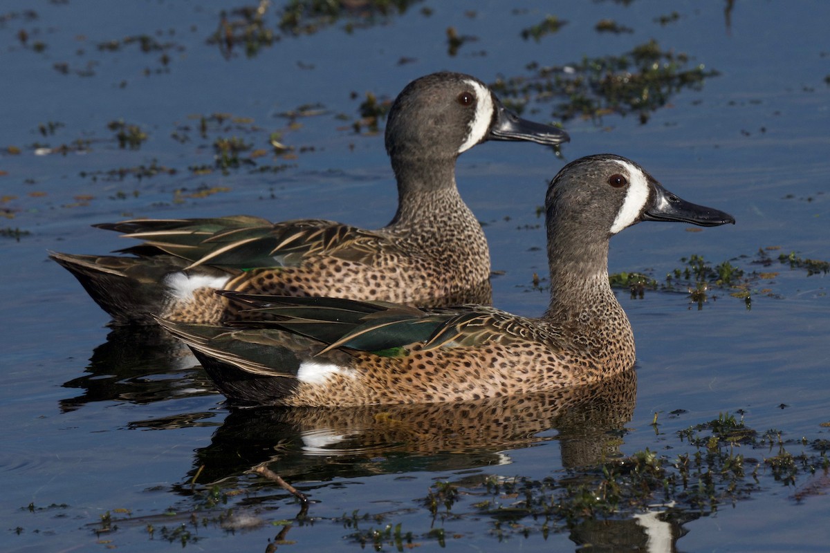 Blue-winged Teal - ML306246341