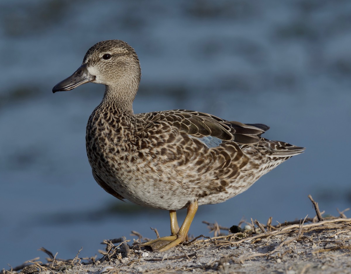 Blue-winged Teal - ML306246371