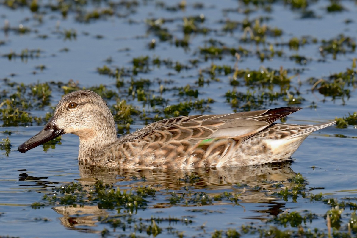 Green-winged Teal - ML306246401