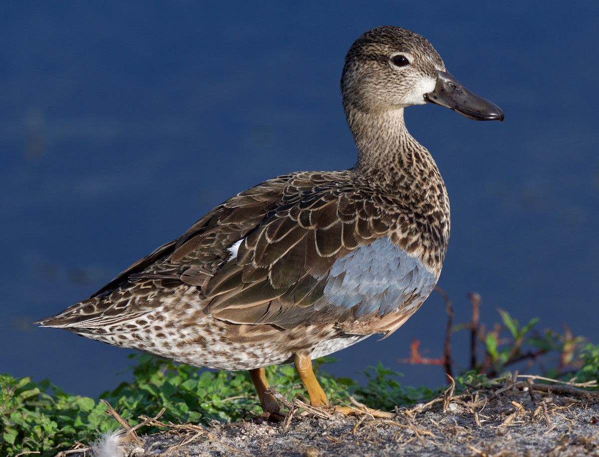 Blue-winged Teal - ML306246431