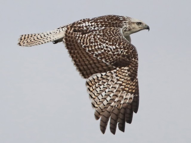 Juvenile (Krider's) - Red-tailed Hawk (Krider's) - 