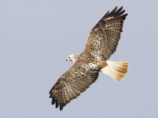  - Red-tailed Hawk (Krider's)