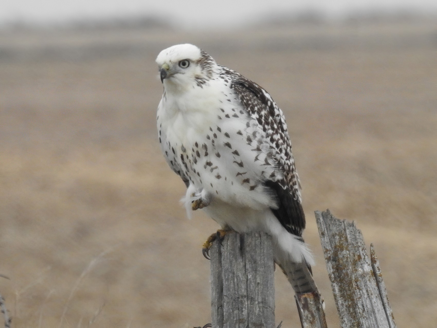 Red-tailed Hawk - Tim Ray